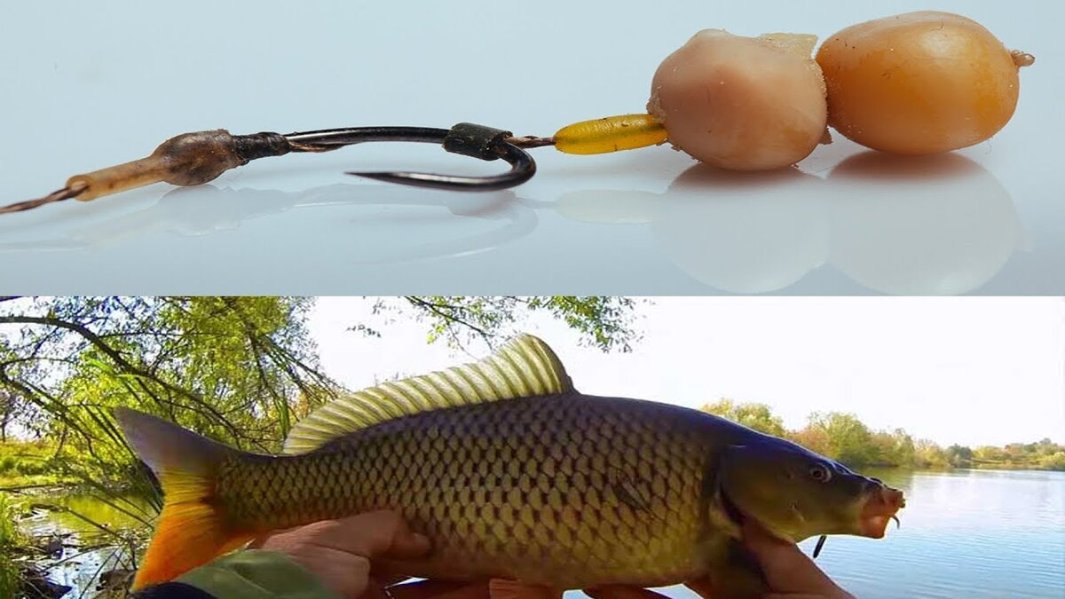 фото с сайта: https://avatars.dzeninfra.ru