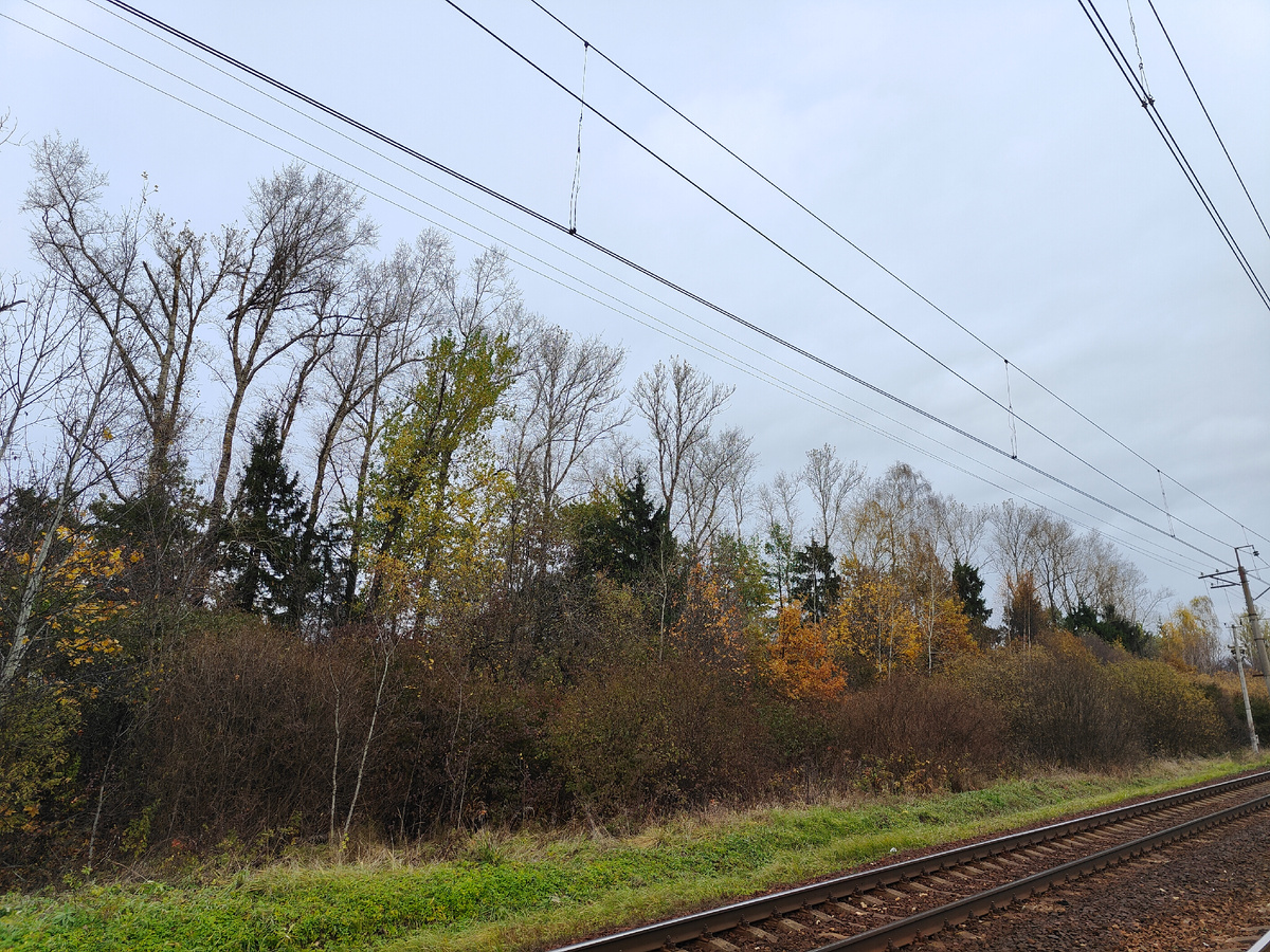 Лесопосадка около нашей дачной платформы. 22 октября.