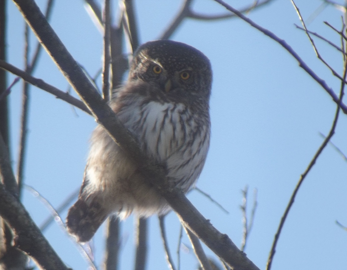 Одна из самых маленьких сов в фауне России