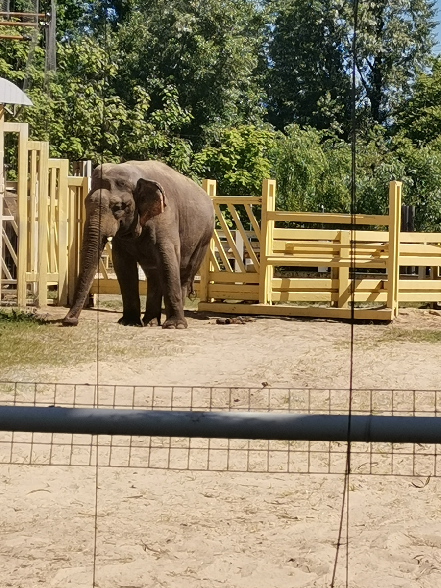 Слоны. Я впервые увидела слонов. 