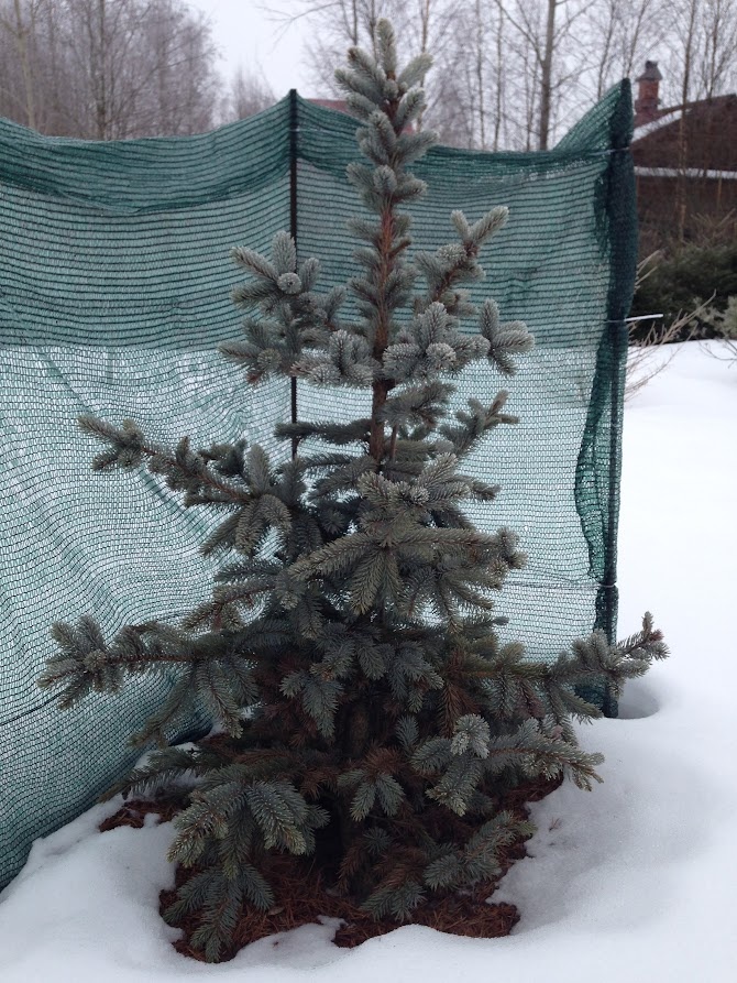 2017 Picea pungens Hoopsii
