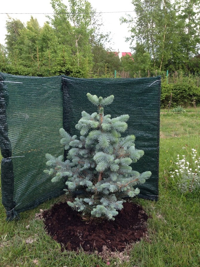 2017 Picea pungens Blue Diamond