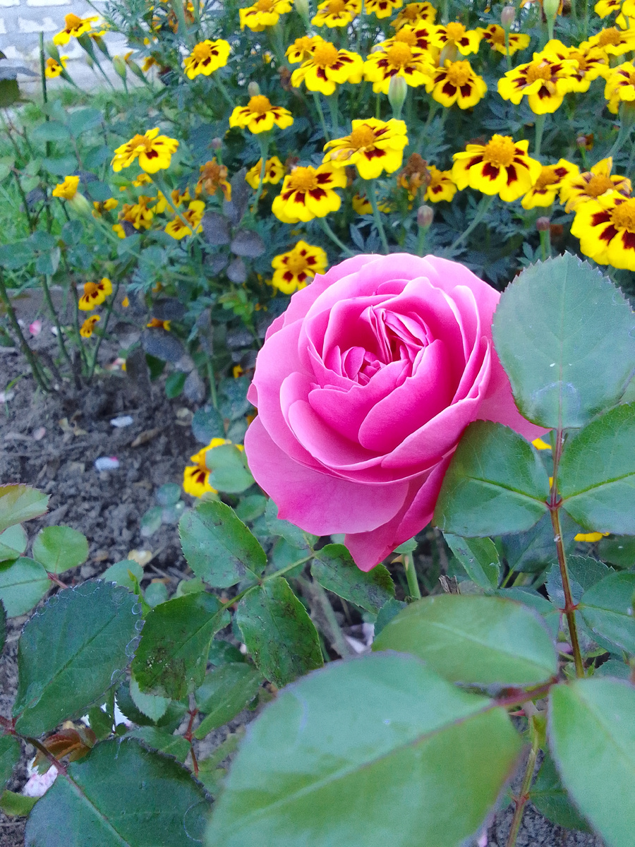 Роза для моих друзей! 