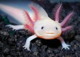 Маленький аксолотоль. 