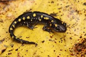 Взрослый аксолотль. 