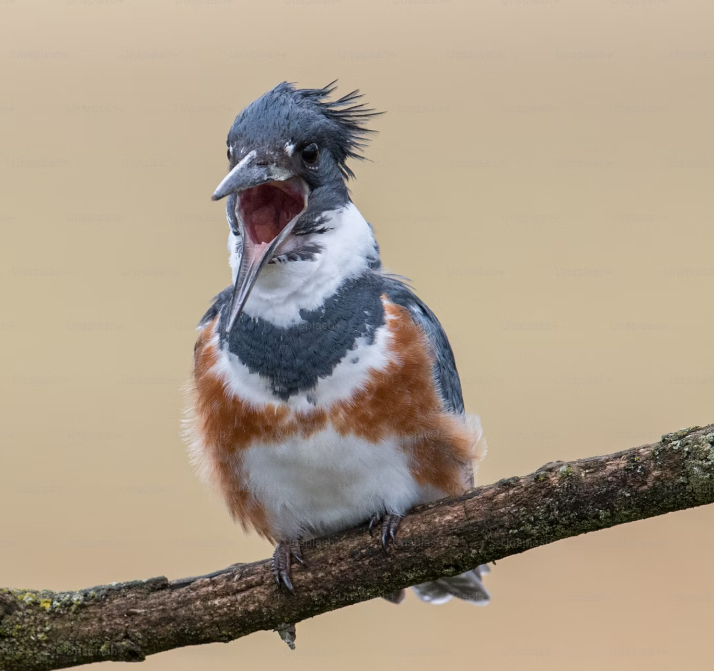 Источник:  t.me/perplexity