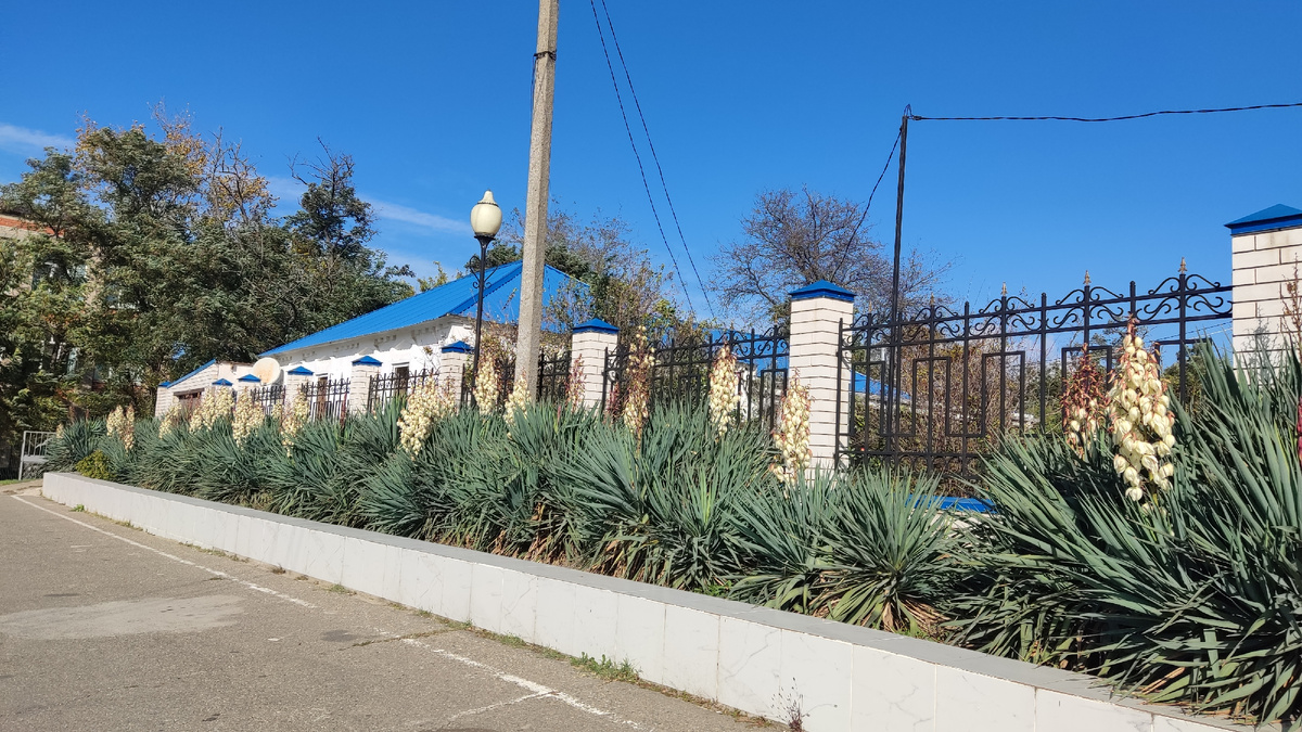 Территорию перед храмом в Тамани украшают юкки