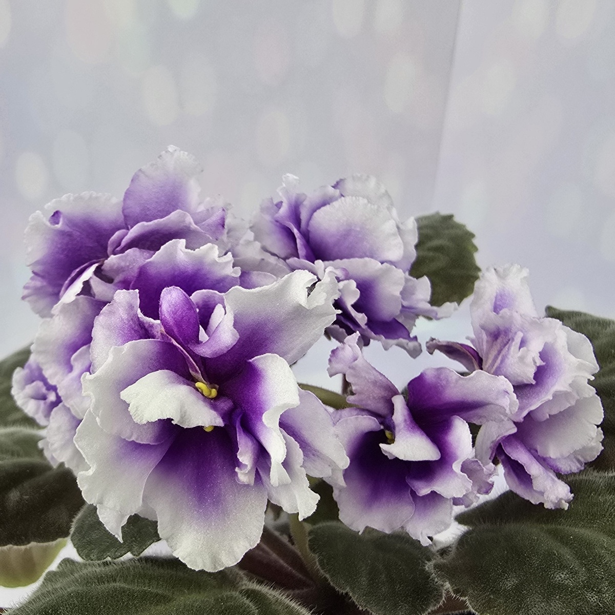 РМ-Прекрасная Виола