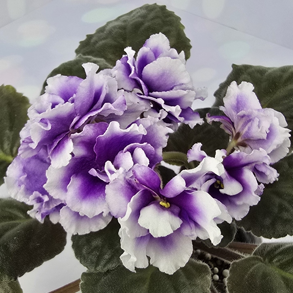 РМ-Прекрасная Виола