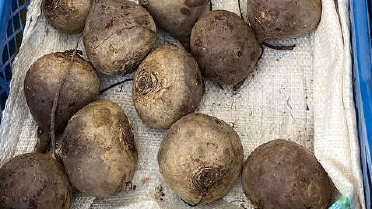    Фото: телеканал «Краснодар»