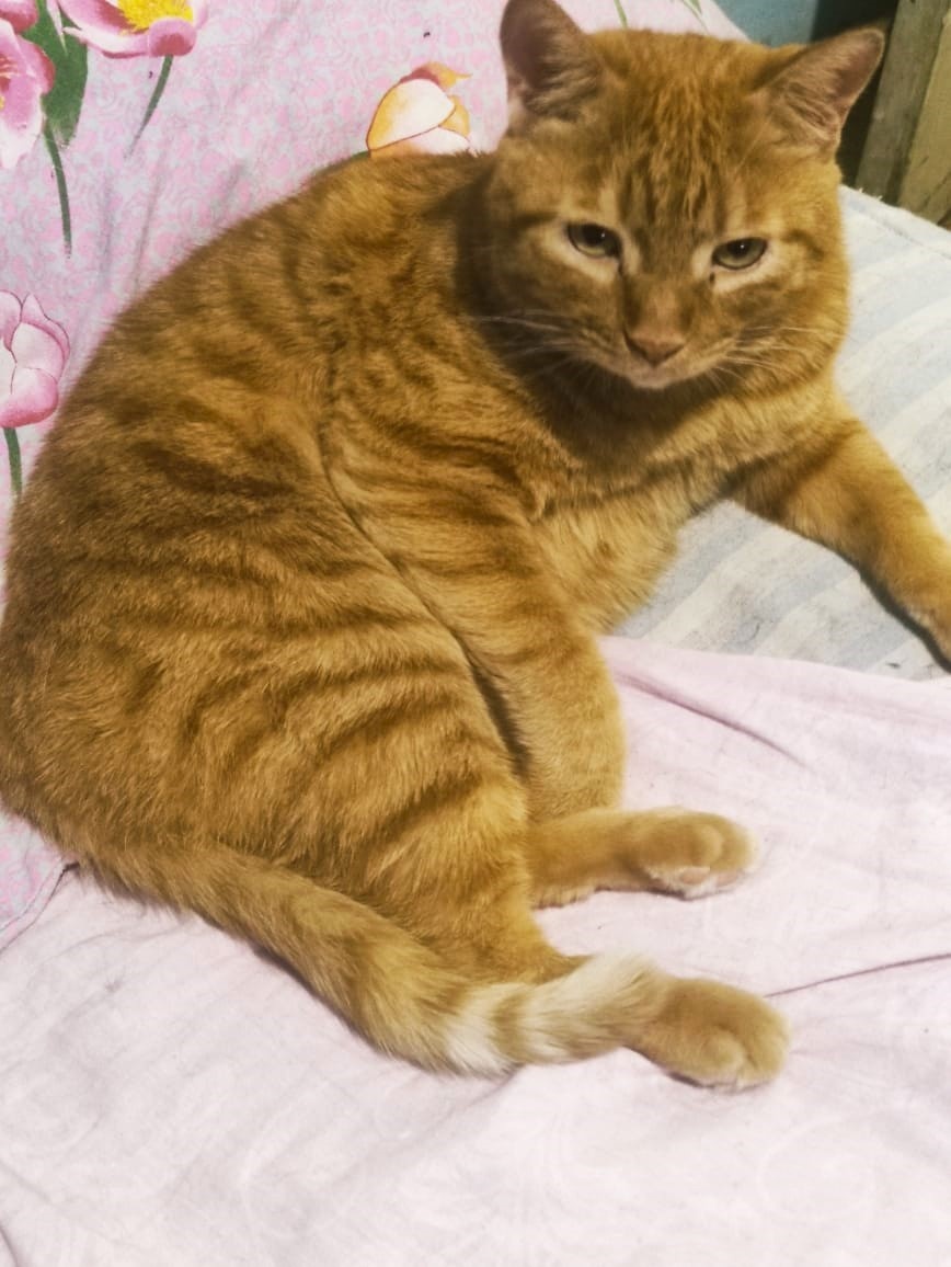 Григорий Иванович