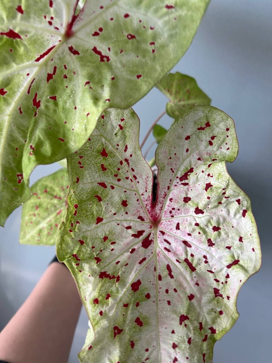 Каладиум Мисс Маффет