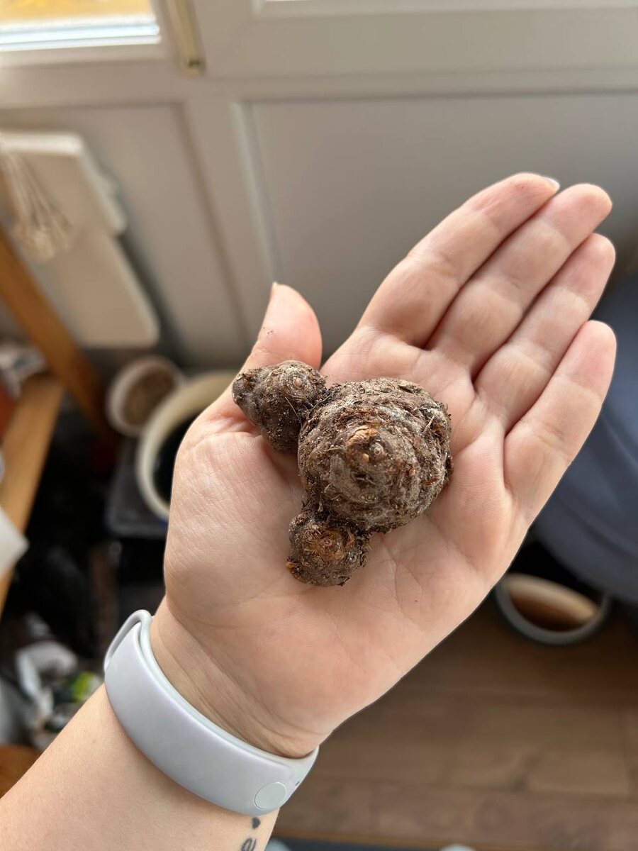 Мой клубень Мисс Маффет