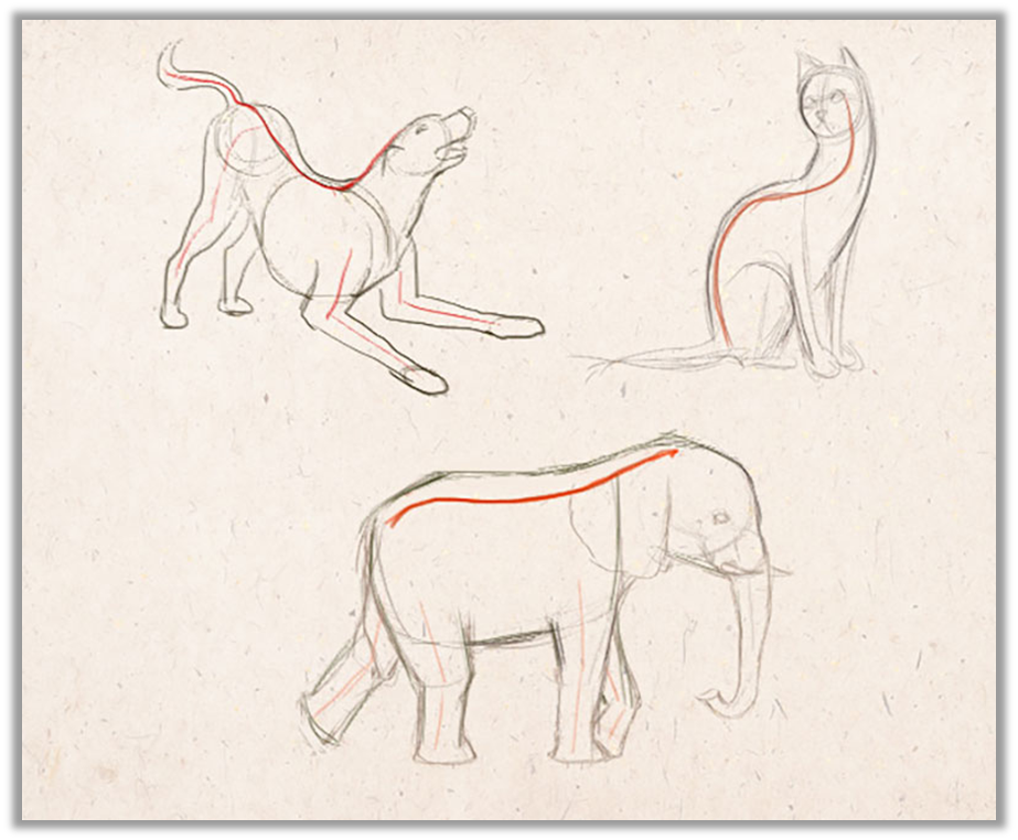 Рисунок №1. Осевая линия у животных