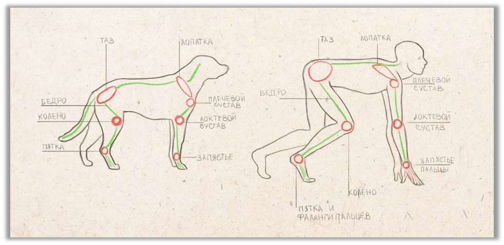 Рисунок №2. Сходство в строении собаки и человека