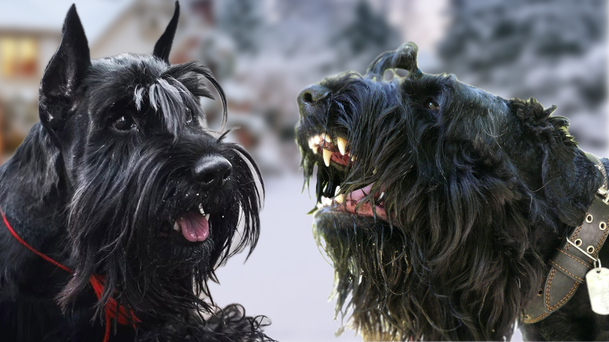 Русский черный терьер или ризеншнауцер