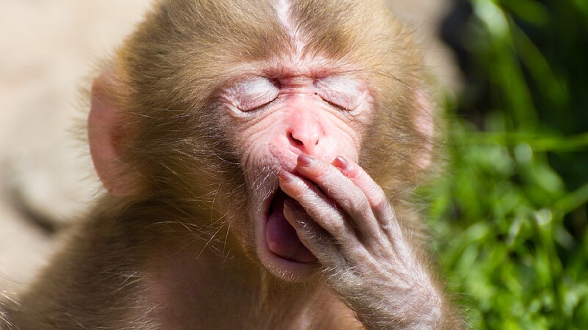 Детеныш японской макаки зевает (Парк обезьян, Нагано, Япония). Источник изображения: commons.wikimedia.org