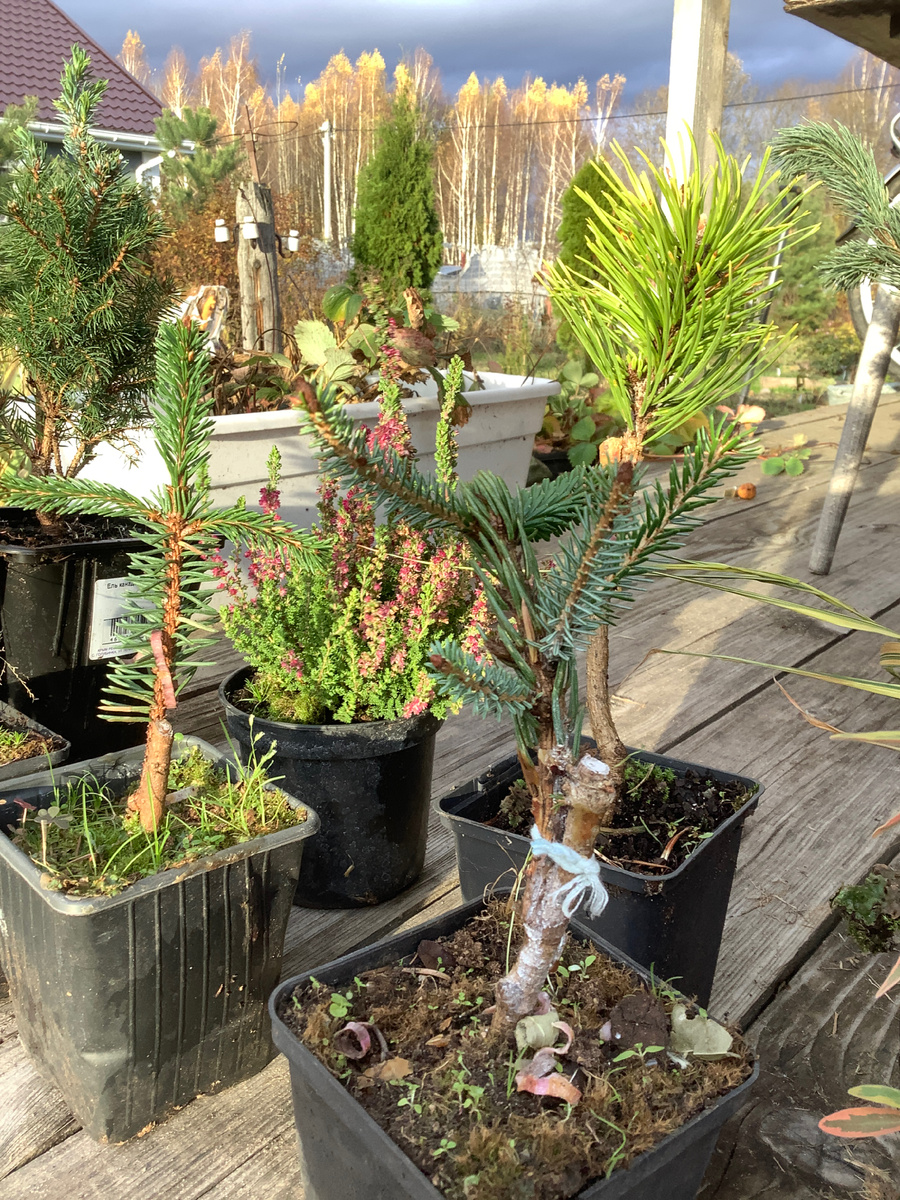 Ели Инверса, пендула Брунс и сосна горная Голдстар