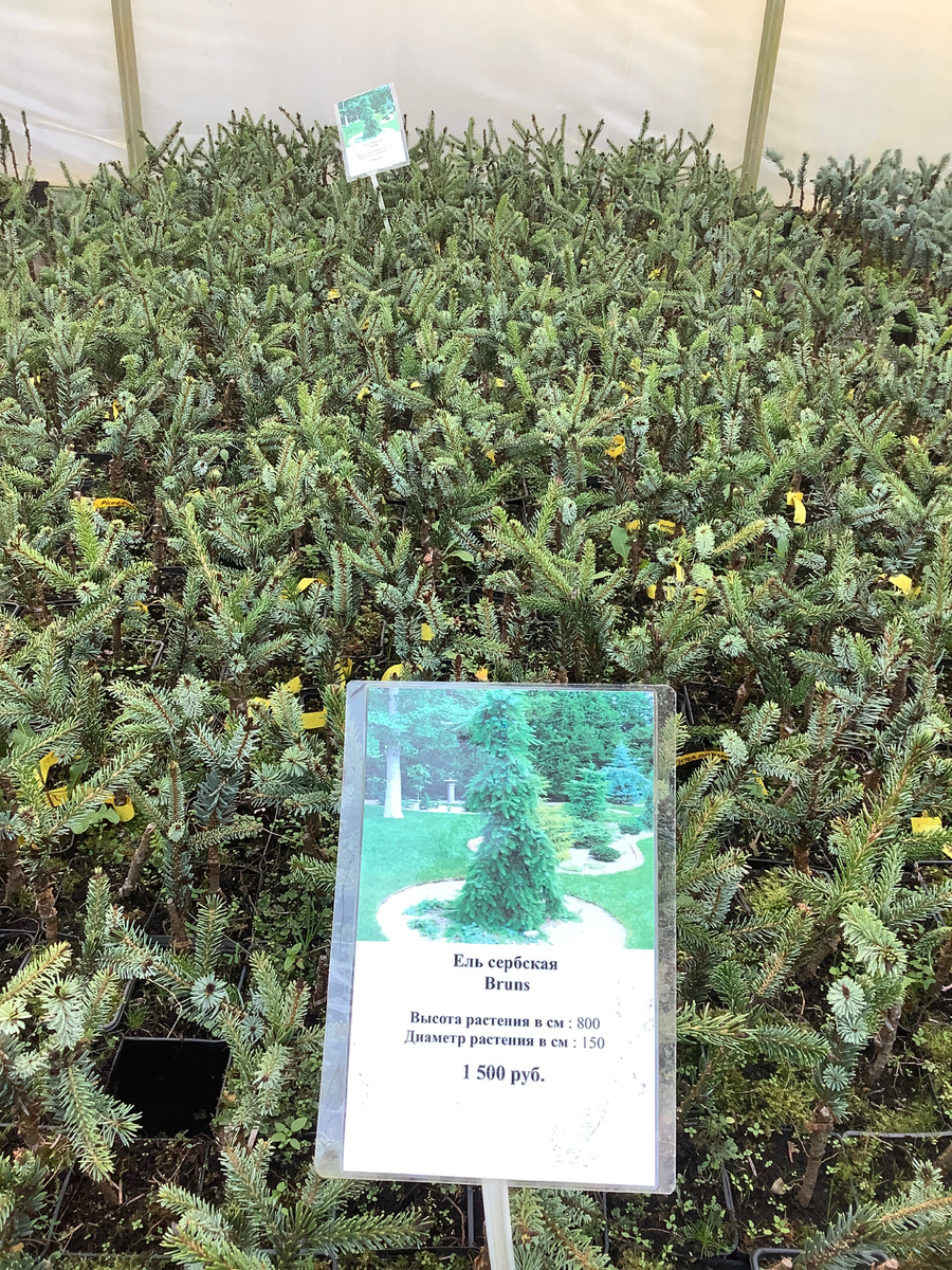 Много Брунса