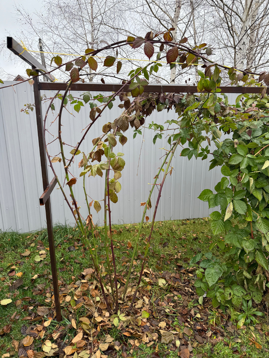 Побеги, которые я оставила