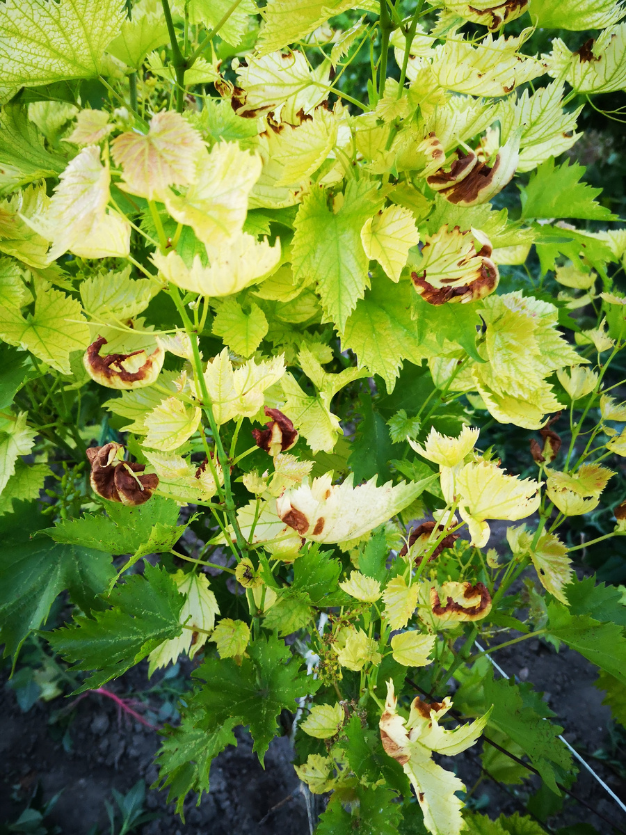 Так выглядит хлороз на виноградной лозе