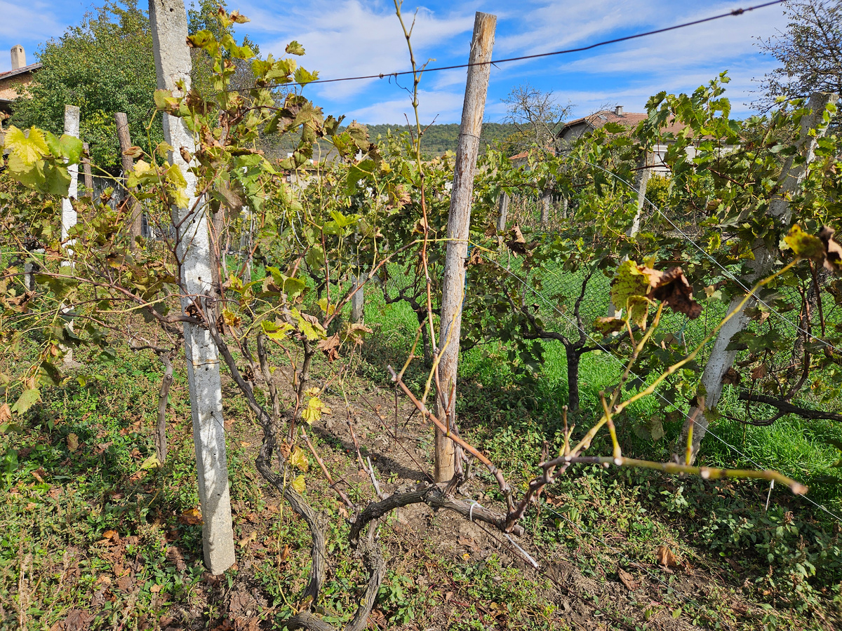 Так выглядит пораженная хлорозом лоза в конце сезона (4 фото)