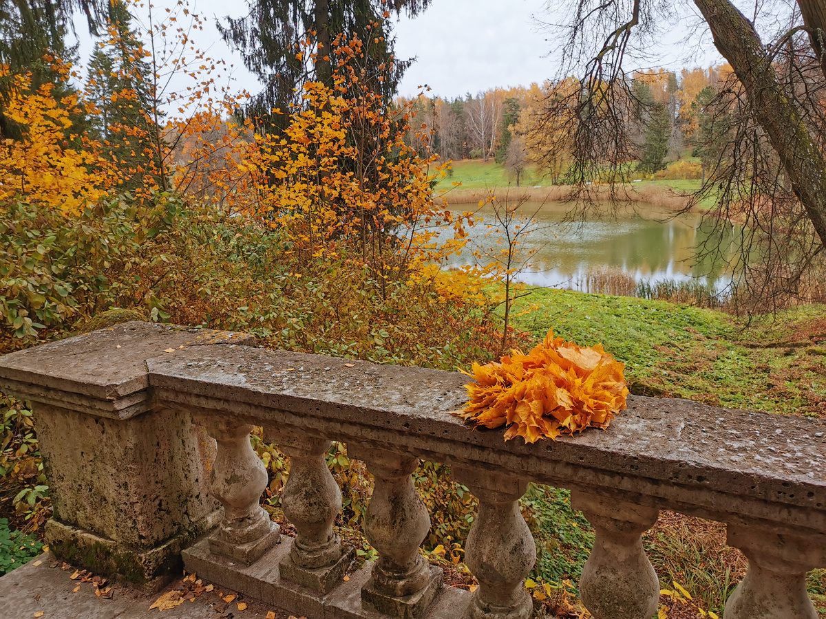 Осень оставила