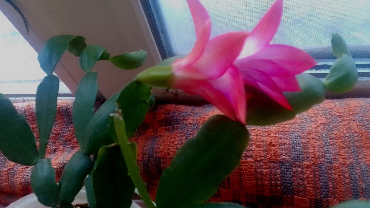 Мой маленький декабрист первый раз зацвел в прошедшем году