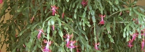 Взрослое растение декабриста