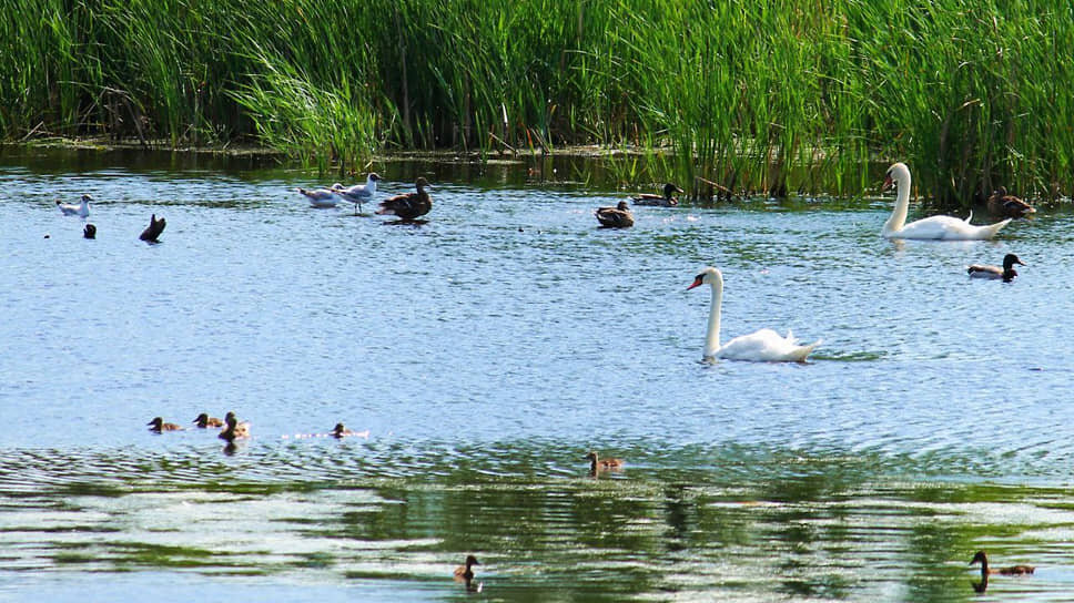 В мэрии считают, что наличие краснокнижных лебедей — еще не основание для создания ООПТ.📷Фото: Эльвира Яфизова