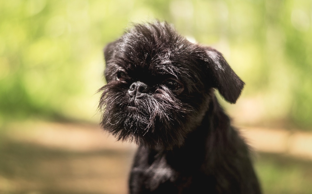 Бельгийский гриффон