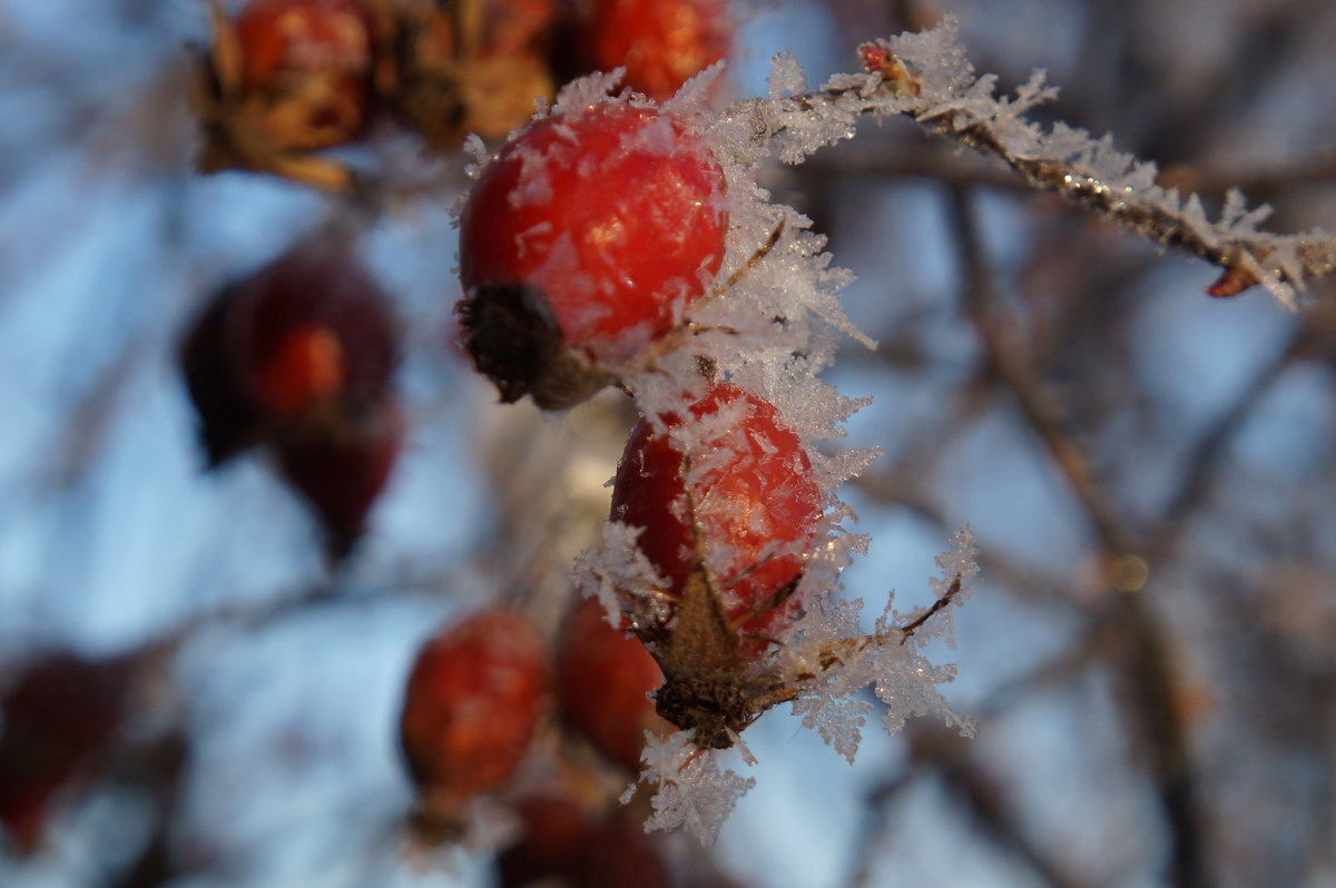Иллюстрация из открытого источника