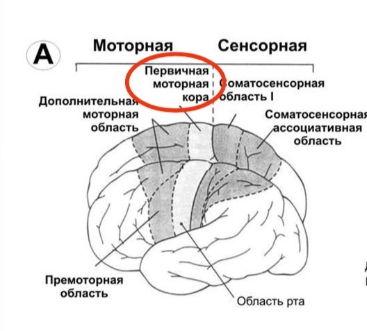 Первичная моторная кора. Картинка взять из интернета