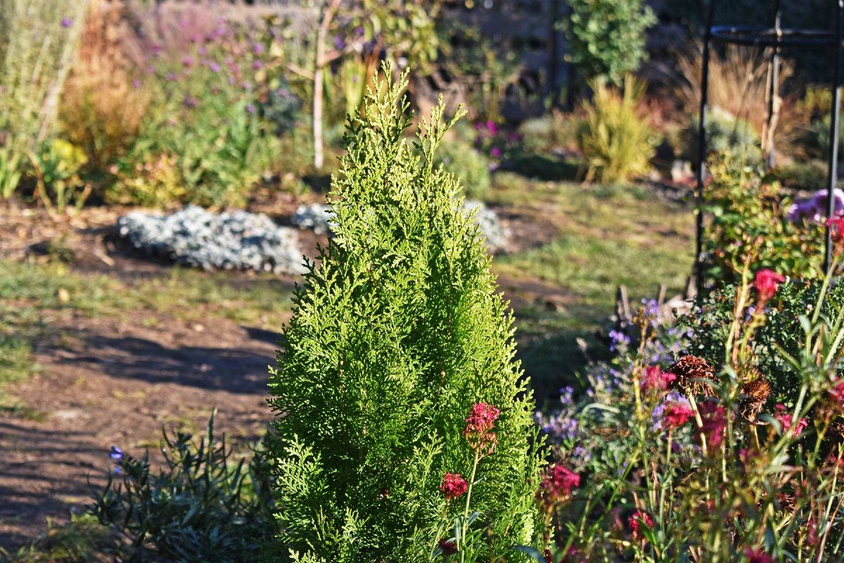 Моя молоденькая туя восточная