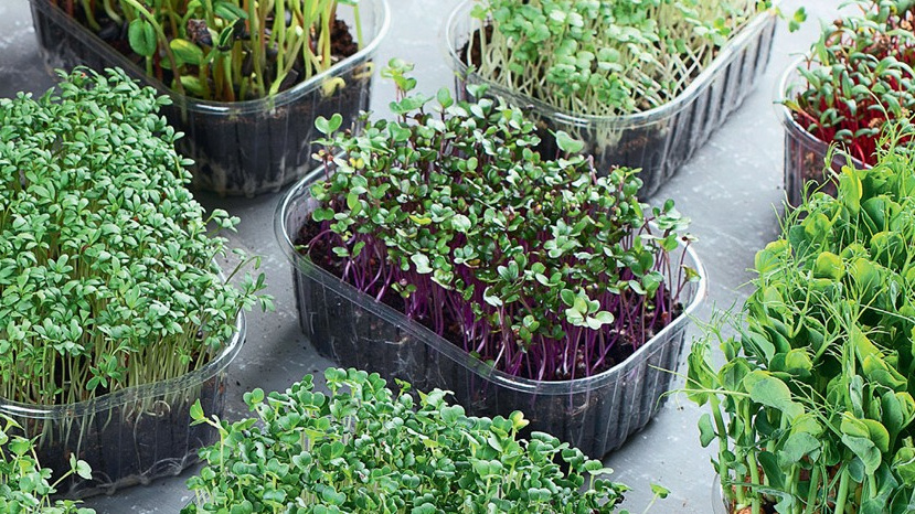 Мой урожай микрозелени: сочная зелень гороха, редиса, горчицы и кресс-салата.