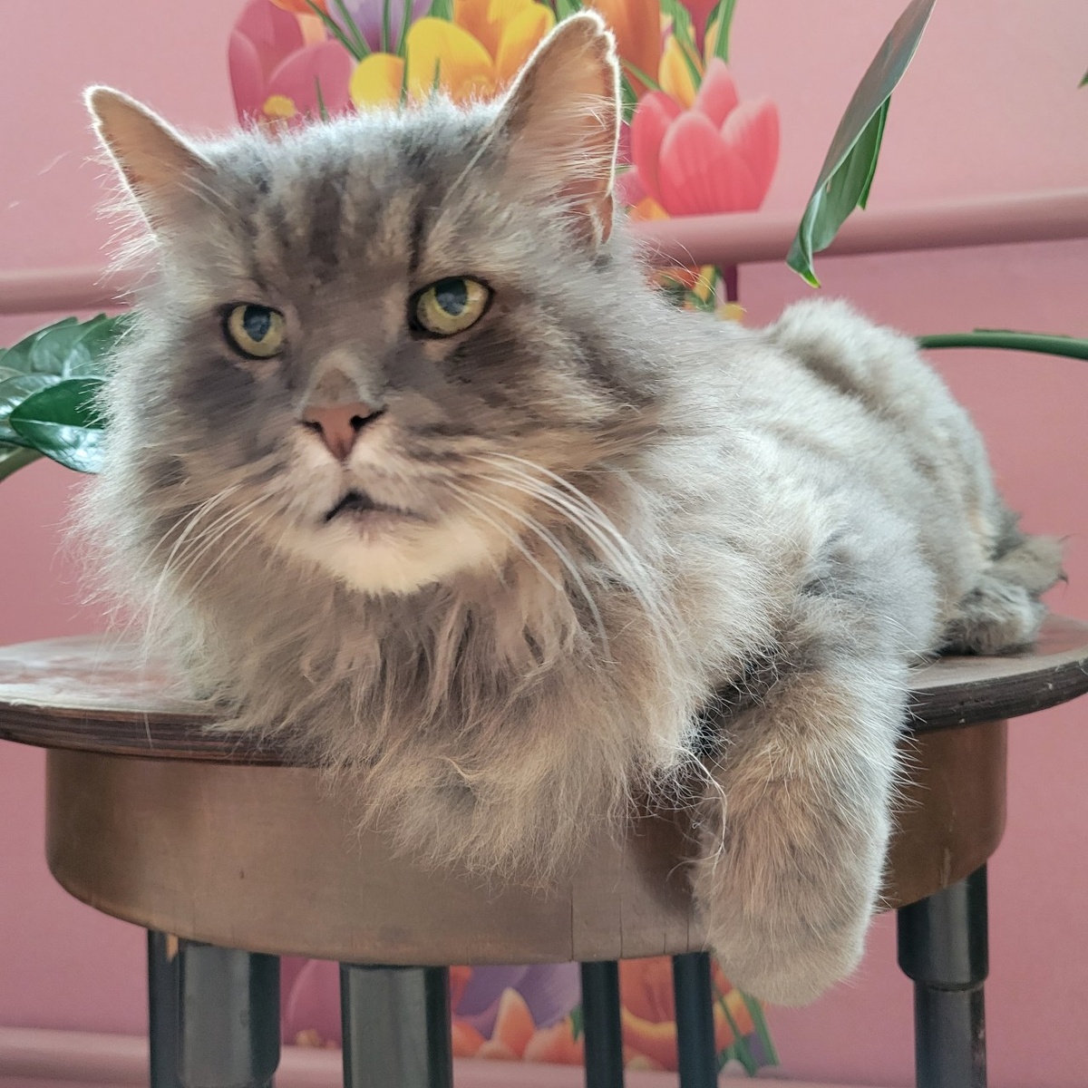 Не дамся ни за что:)