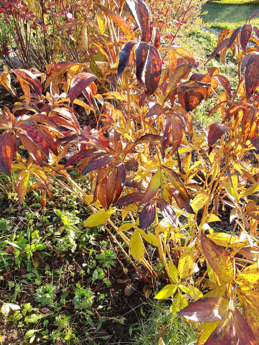 Ну, красиво же, переливается золотом и багрянцем!