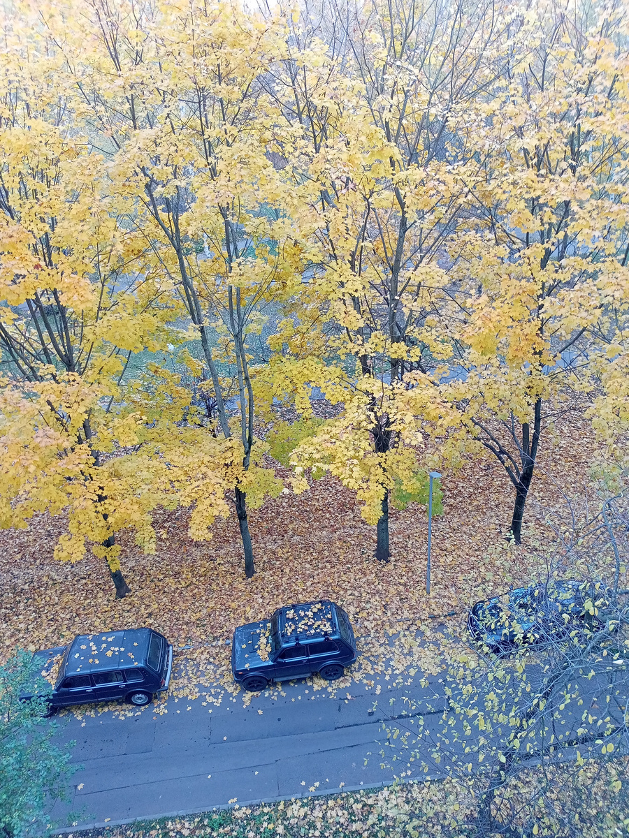 Вид из окна 22.10.2024