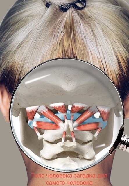 На рисунке в синем цвете изображён первый шейный позвонок, если смотреть на него с затылка.