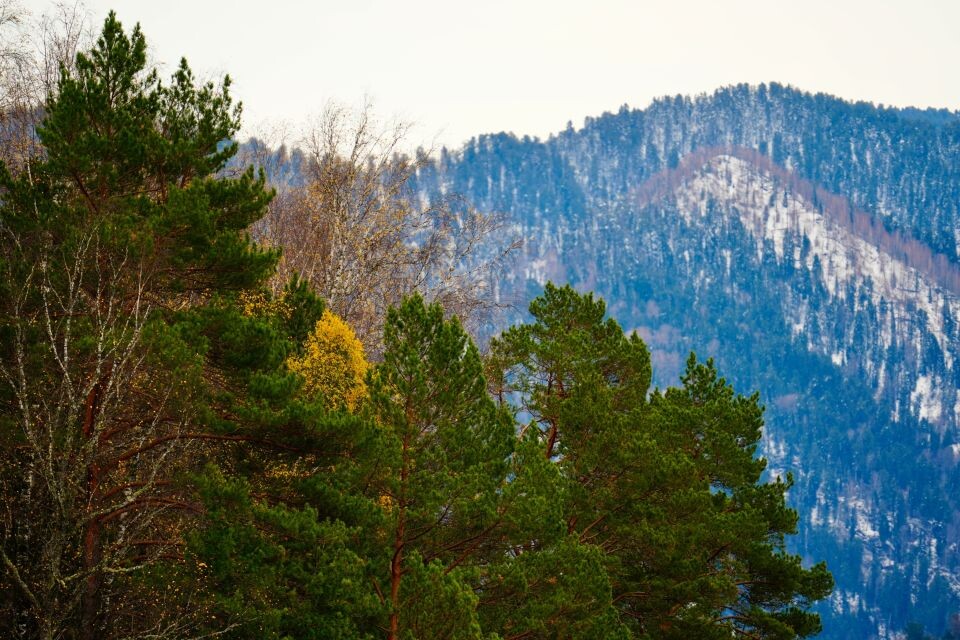    Телецкое озеро. Источник: Андрей Сороко / "Толк"