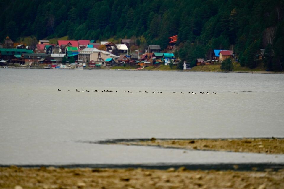    Артыбаш. Республика Алтай. Источник: Андрей Сороко / "Толк"