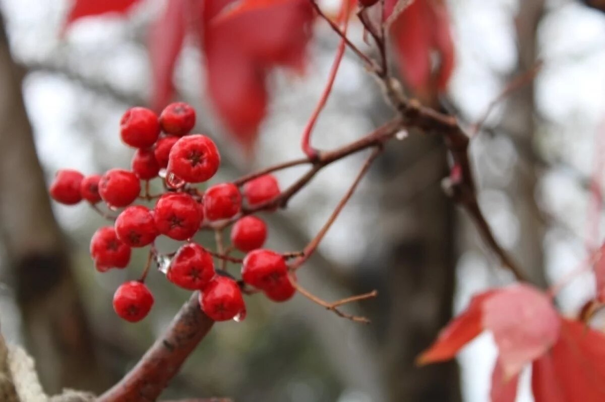    Дождь и осенний холод: какая погода будет в Хабаровском крае 24 октября