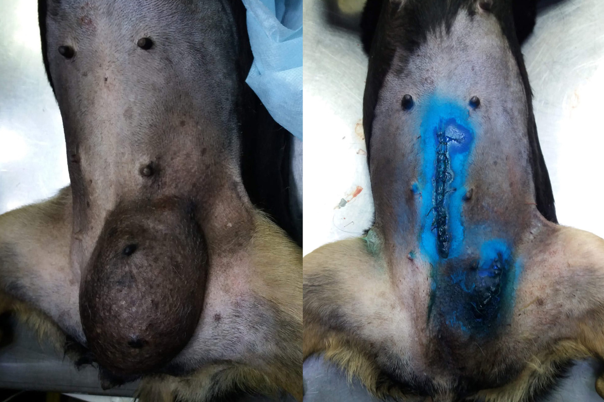 Собака с разложившимися внутри плодами и гнойной маткой, выпавшей в паховый канал, до (слева) и после операции. Фото для публикации любезно предоставлено Дарьей Михайловной Игнатьевой