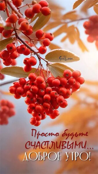 Осень богата красками, спелая рябина