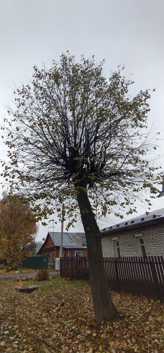 Личное фото