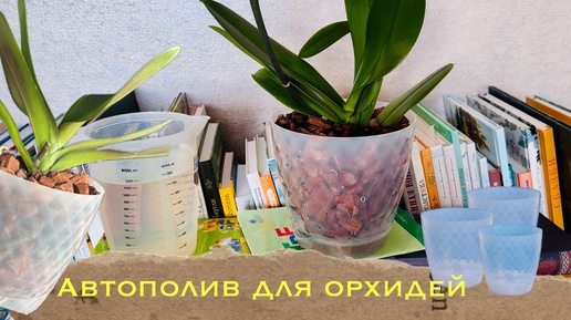 Пересадка орхидеи в горшок с автополивом после покупки. Легкий способ ухода за орхидеей 👍🏻 #phal #поливорхидей #уходзаорхидеями #