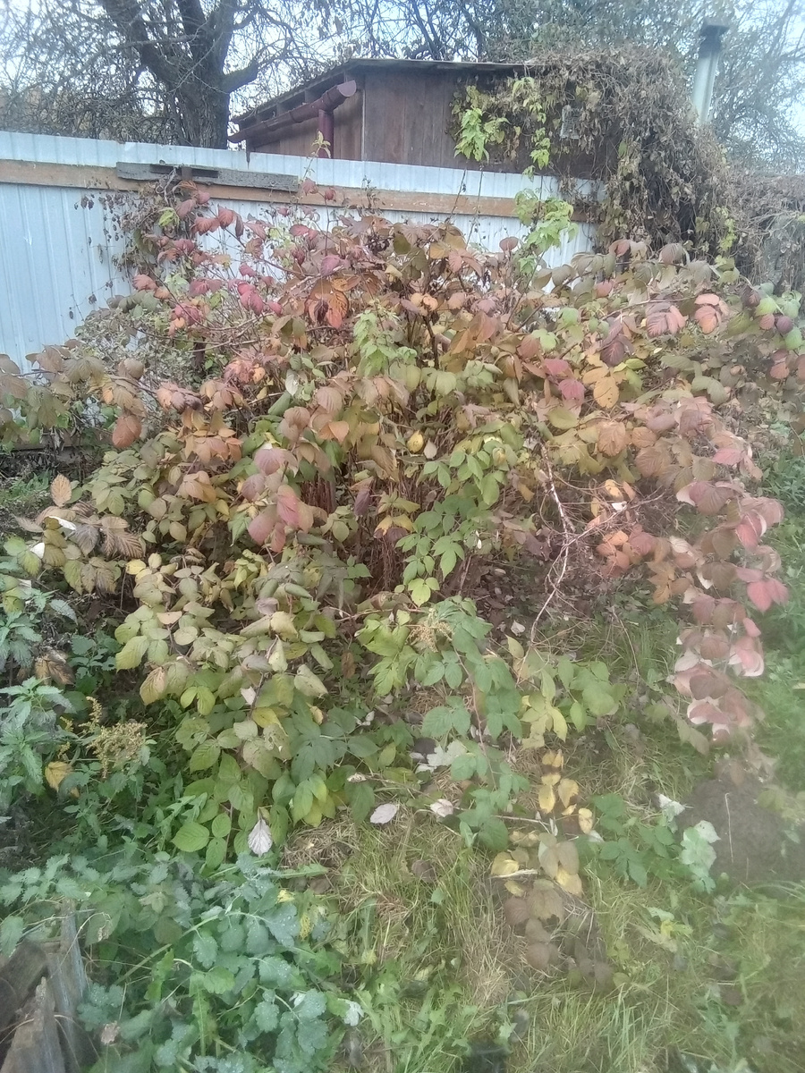 Фото автора.Было.