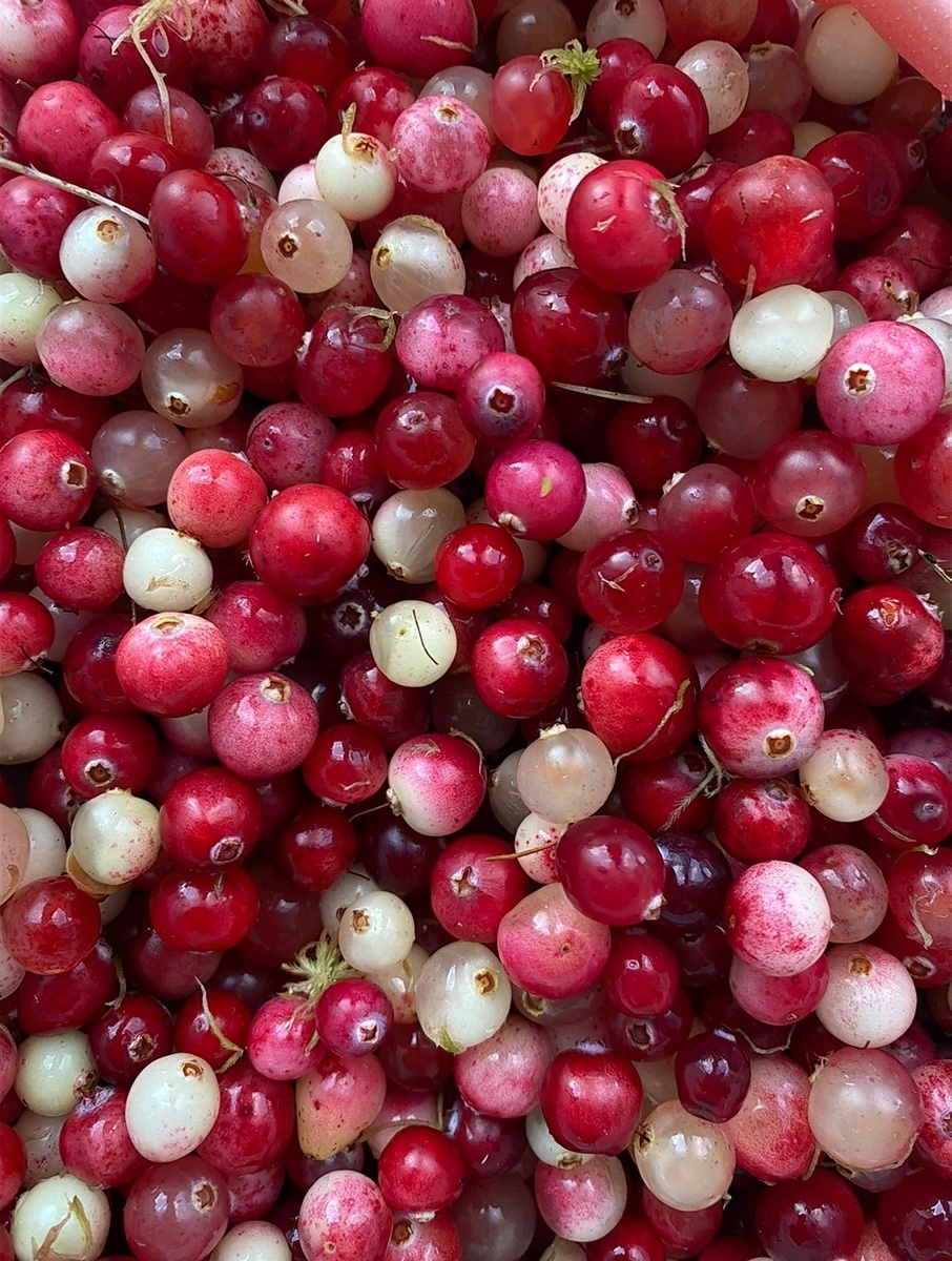 Целебная  ягода