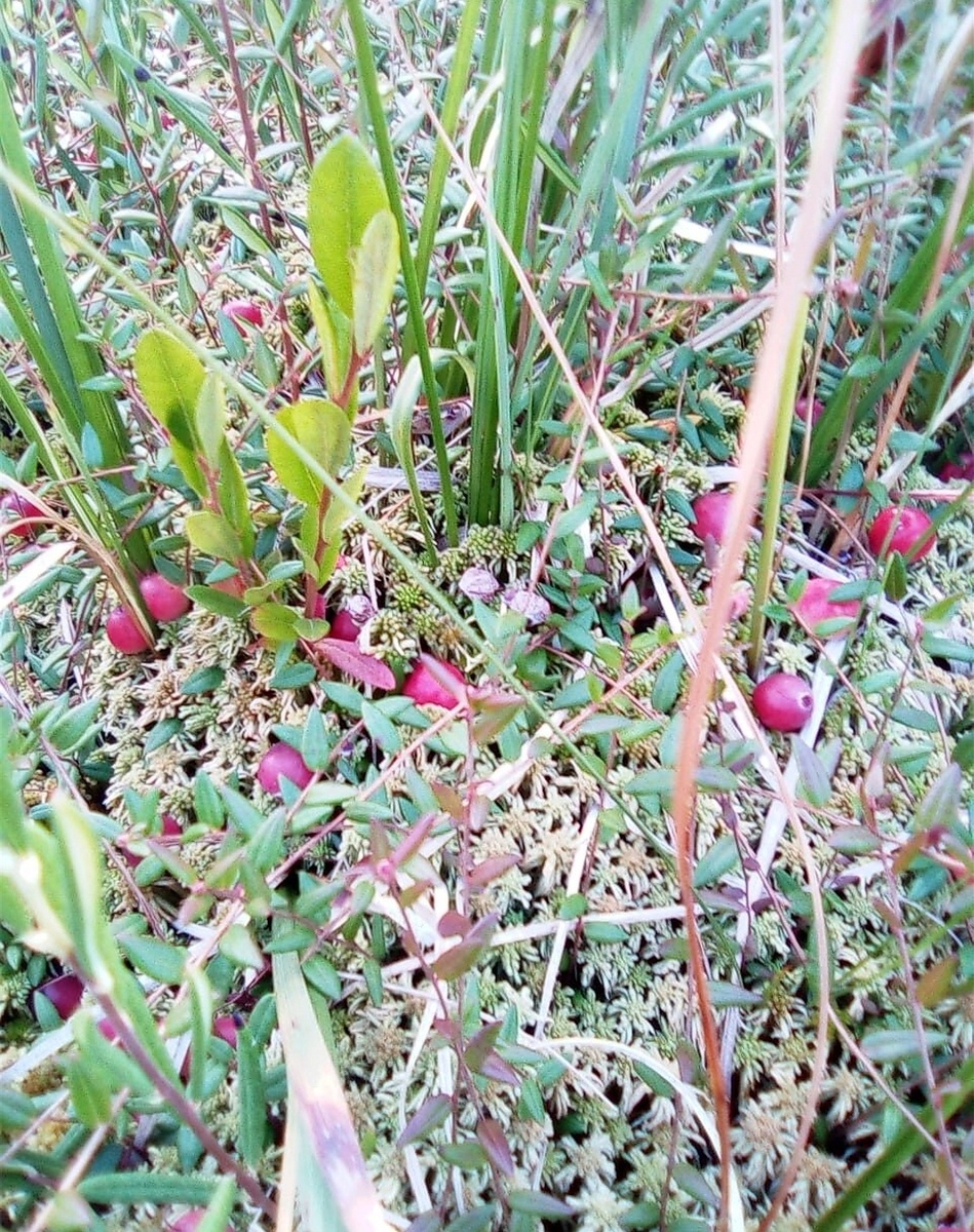 Клюква растёт