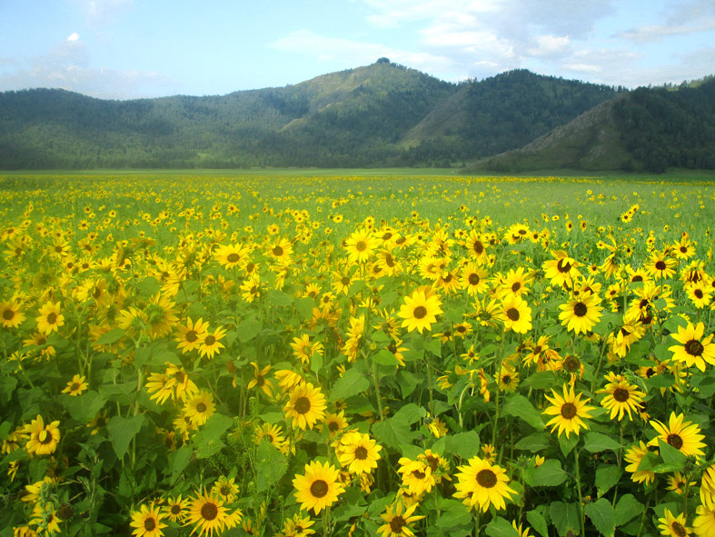 Горы Катунского хребта близ Верх-Уймона.  Фото автора.
